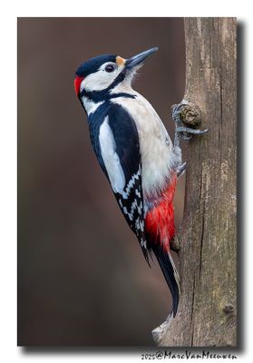 Grote Bonte Specht - Great Spotted Woodpecker
