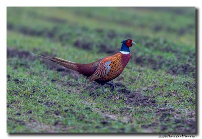 Fazant - Pheasant