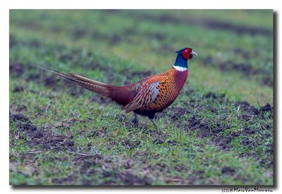 Fazant - Pheasant