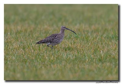 Wulp - Curlew 