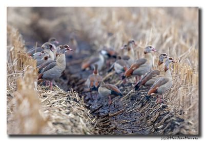 Nijlgans - Egyptian Goose