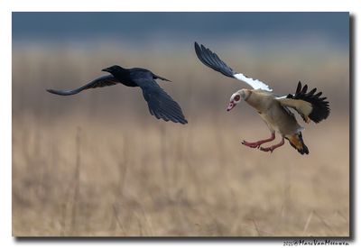 Nijlgans - Egyptian Goose