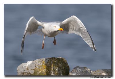 Zilvermeeuw - Herring Gull