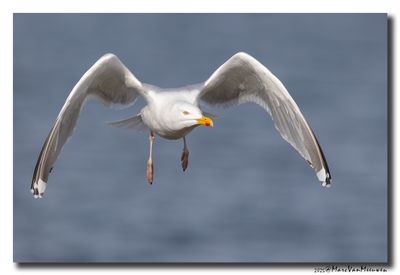 Zilvermeeuw - Herring Gull