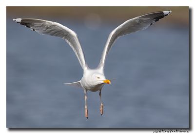 Zilvermeeuw - Herring Gull