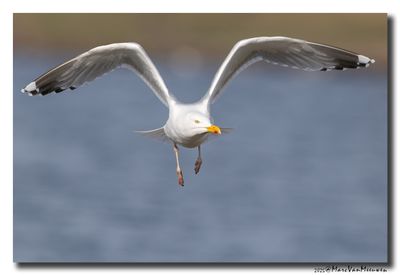 Zilvermeeuw - Herring Gull