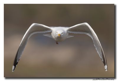 Zilvermeeuw - Herring Gull