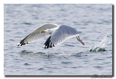 Zilvermeeuw - Herring Gull