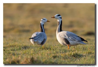 Indische Gans - Bar-headed Goose