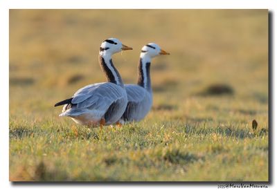 Indische Gans - Bar-headed Goose