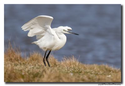 Kleine Zilverreiger - Little Egret