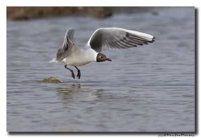 Kokmeeuw - Black-headed Gull