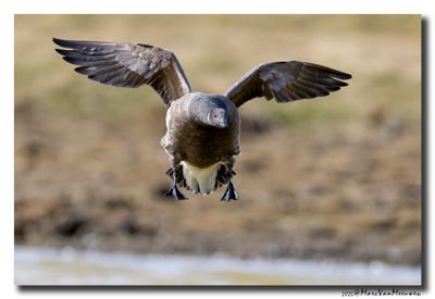 Rotgans - Dark-bellied Brent Goose