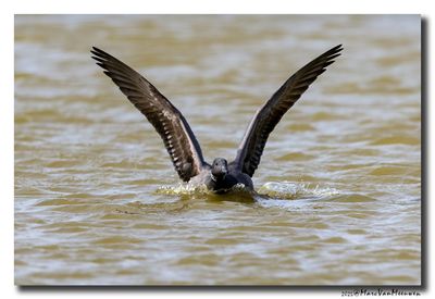 Rotgans - Dark-bellied Brent Goose