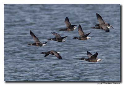Rotgans - Dark-bellied Brent Goose