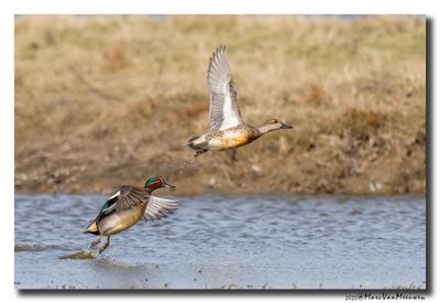 Wintertaling - Eurasian Teal