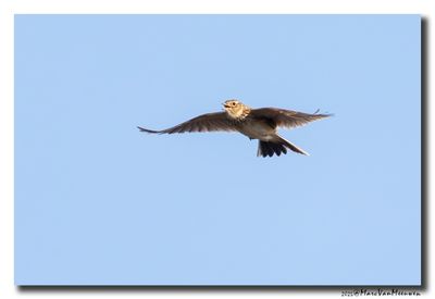 Veldleeuwerik - Skylark