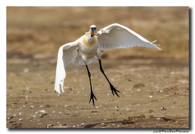 Lepelaar - Spoonbill