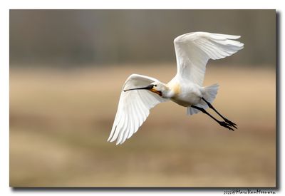 Lepelaar - Spoonbill