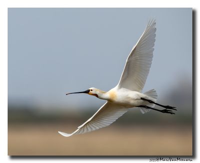 Lepelaar - Spoonbill