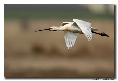Lepelaar - Spoonbill
