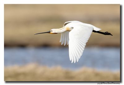 Lepelaar - Spoonbill