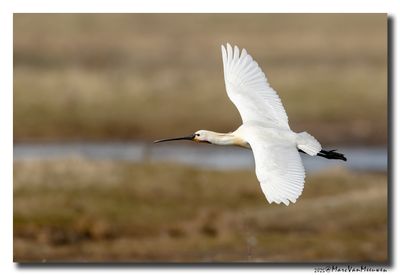 Lepelaar - Spoonbill