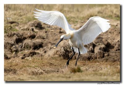 Lepelaar - Spoonbill