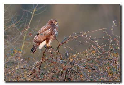 Buizerd - Buzzard 