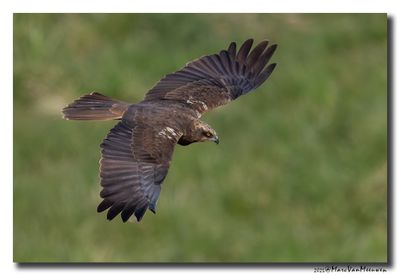 Bruine Kiekendief - Marsh Harrier
