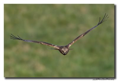 Bruine Kiekendief - Marsh Harrier