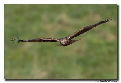 Bruine Kiekendief - Marsh Harrier