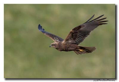 Bruine Kiekendief - Marsh Harrier