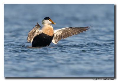 Eider - Common Eider 