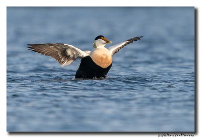 Eider - Common Eider 