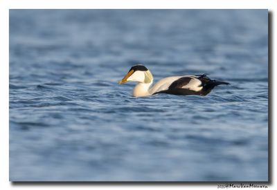 Eider - Common Eider 