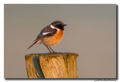 Roodborsttapuit - Stonechat