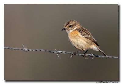 Roodborsttapuit - Stonechat