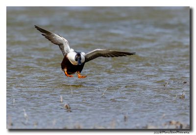 Slobeend - Northern Shoveler