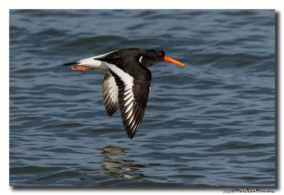 Scholekster - Oystercatcher