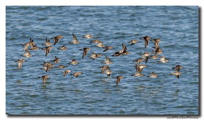 Paarse Strandloper - Purple Sandpiper
