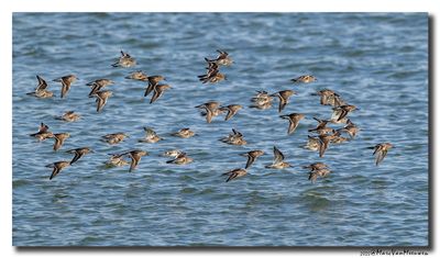 Paarse Strandloper - Purple Sandpiper