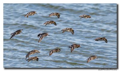 Paarse Strandloper - Purple Sandpiper