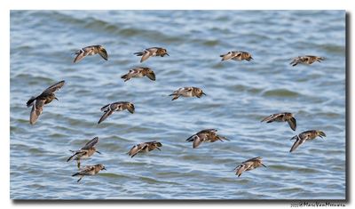 Paarse Strandloper - Purple Sandpiper
