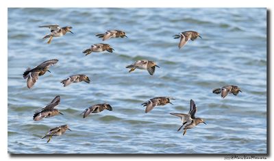 Paarse Strandloper - Purple Sandpiper