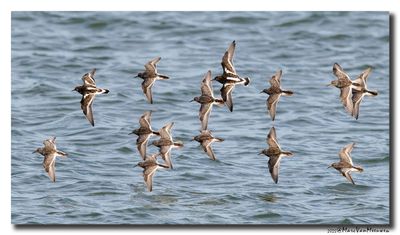 Paarse Strandloper - Purple Sandpiper