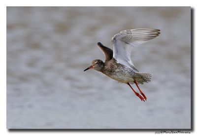 Tureluur - Redshank
