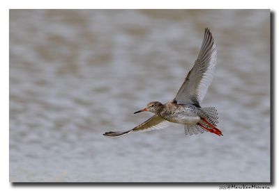 Tureluur - Redshank