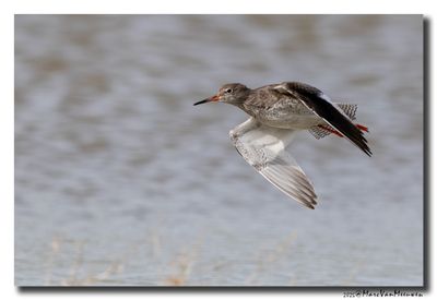 Tureluur - Redshank