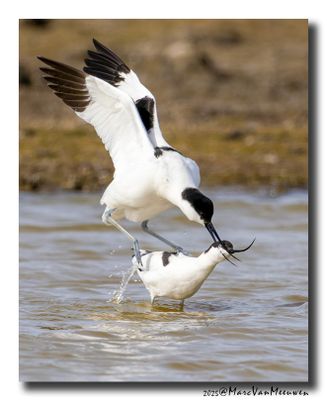 Kluut- Pied Avocet